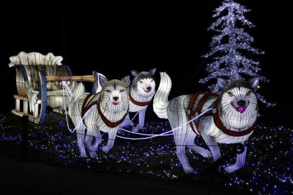 Light Safari Beekse Bergen